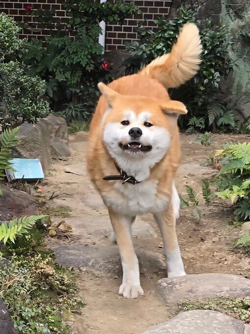 お庭で走り回る丸姫ちゃん 元気いっぱいな様子が伝わってくる