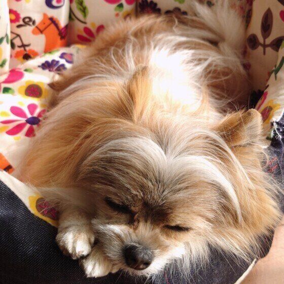 すやすや眠る小型犬
