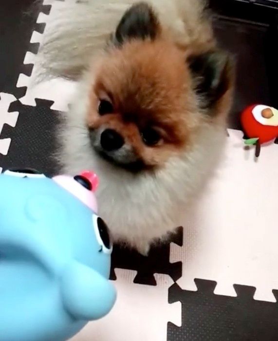 遊ぶポメラニアン