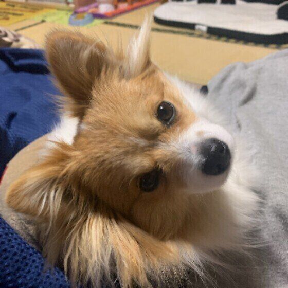 怖い 寂しいのほかにもある 犬がいつもよりも飼い主に 甘えてくる 心理 いぬのきもちweb Magazine