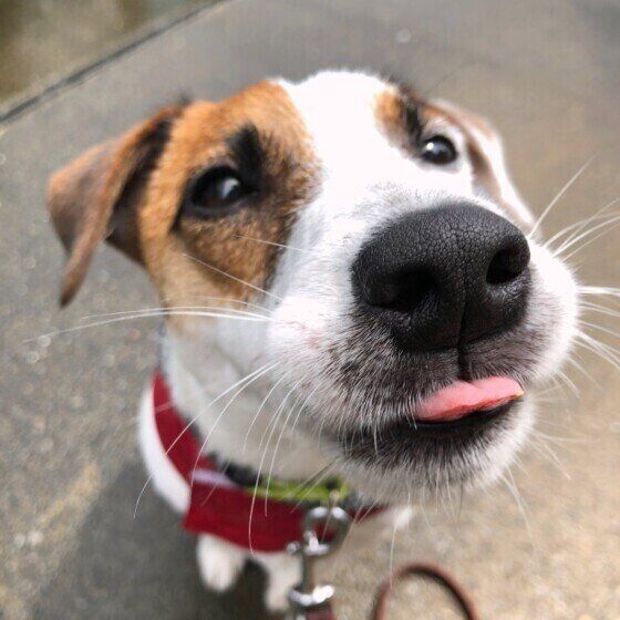 犬の鼻血の原因と対処法、鼻の穴にティッシュを詰めるのはNG! いぬのきもち