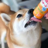 獣医師監修 犬の薬の飲ませ方とコツ 飼い主さんのアイデアと便利な投薬グッズ いぬのきもちweb Magazine 獣医師監修 犬の薬の飲ませ方とコツ 飼い主さんのアイデアと便利な投薬グッズ いぬのきもちweb Magazine