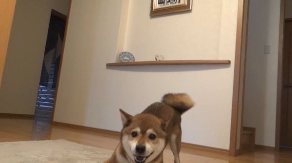 駆け回る柴犬