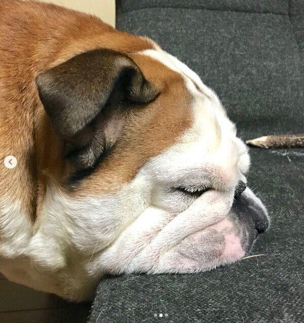 寝落ちしたぶるおくん