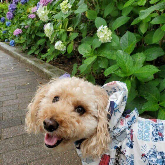 散歩中の犬