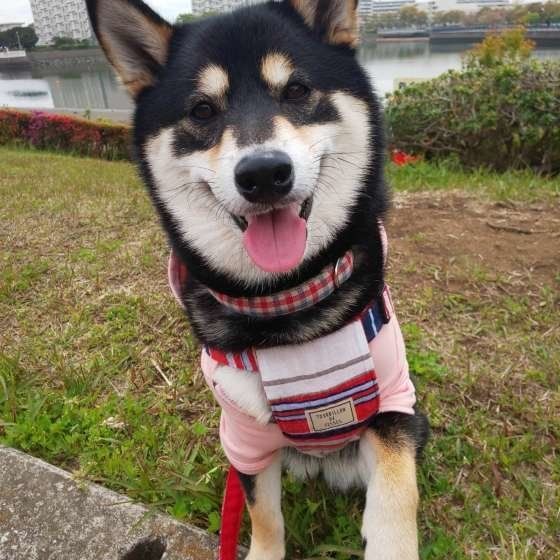 ハイタッチ!の…途中なモモちゃん