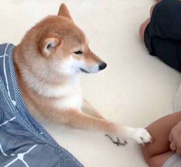なでなでの催促をする味噌ちゃん