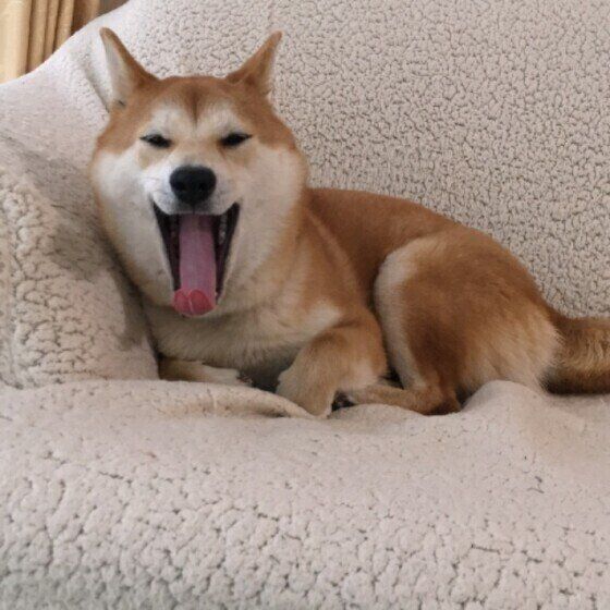 あくびをする柴犬