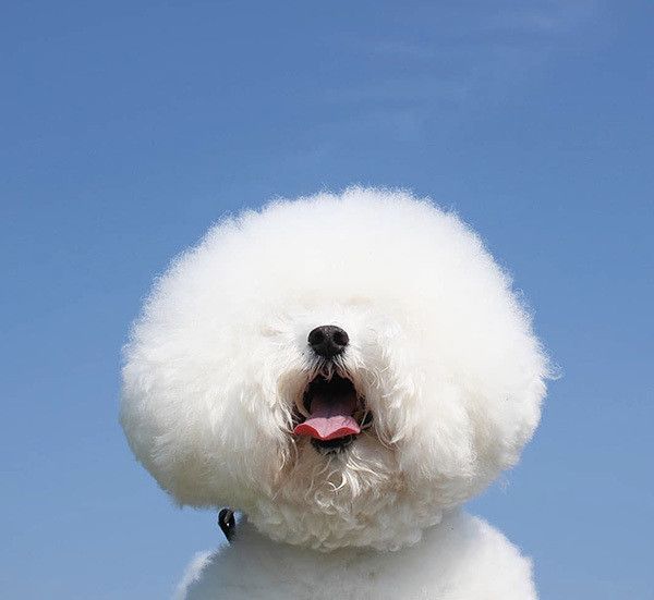 空を見上げるトイ・プードル