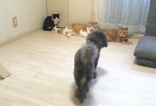 猫たちと遊びたいけど行けなくて、クルクル回っちゃうちゅらちゃん