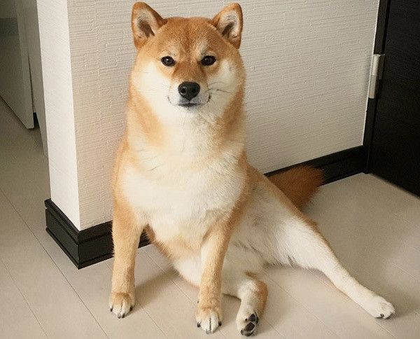見つめる柴犬