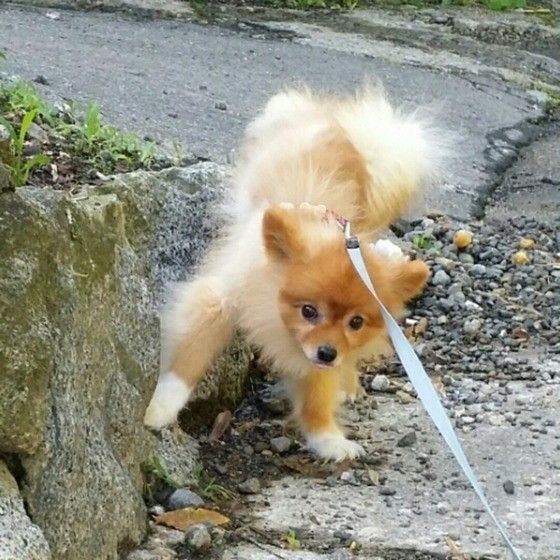 オシッコする犬