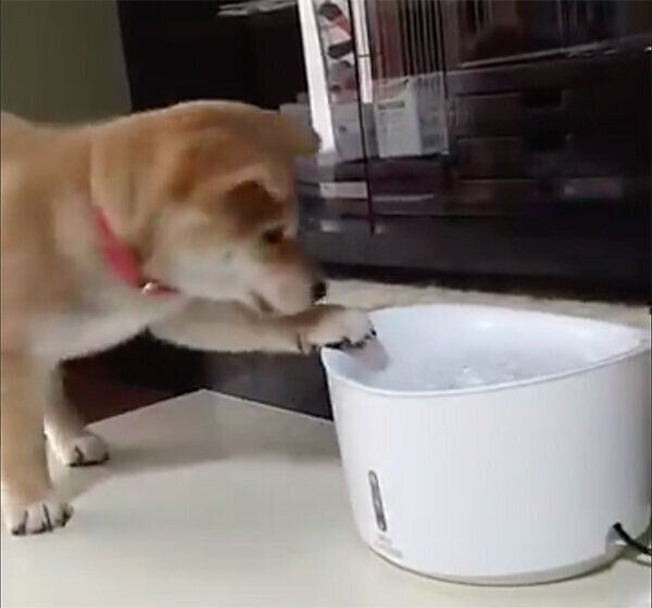 自動給水器の水を触るこまちちゃん