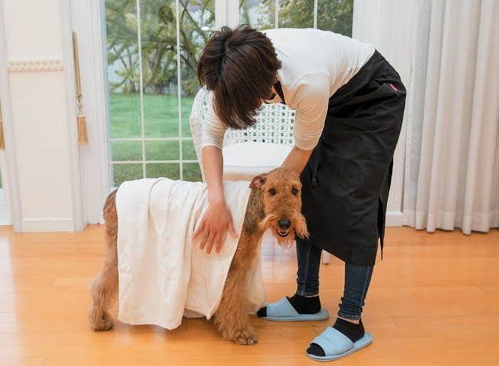 犬のタオルドライ