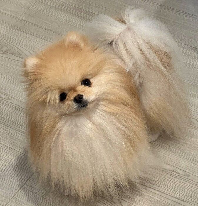 見つめる茶々丸くん