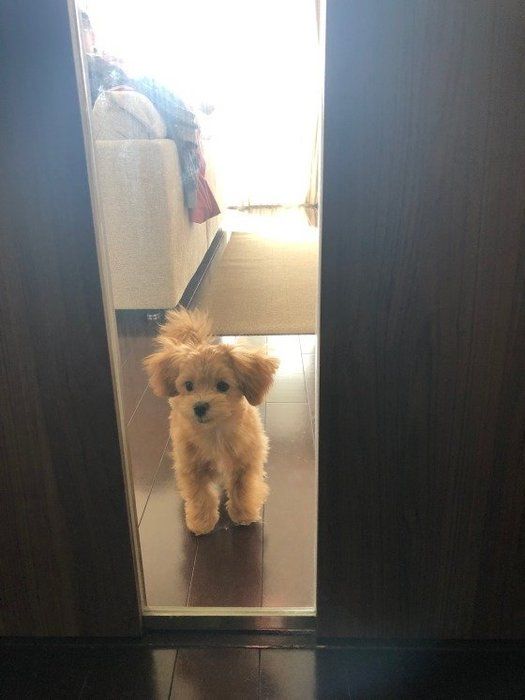 ミックス