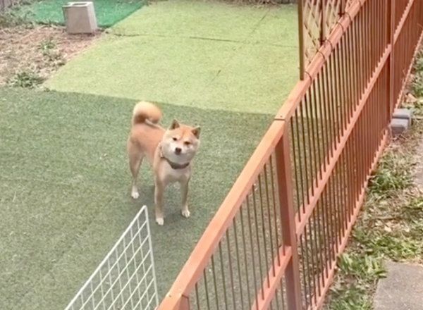 お庭でクネクネする豆千代くん