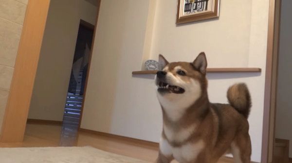 見つめる柴犬