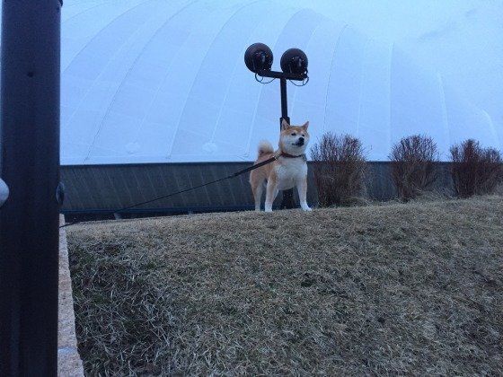 柴犬