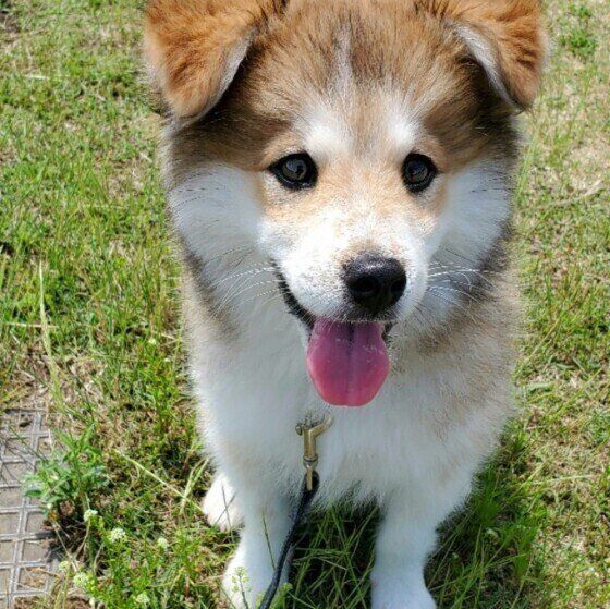 芝生の上で笑顔の犬