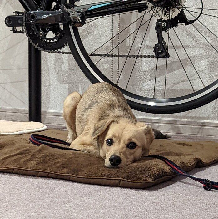 お迎えした当日の犬（推定1才）