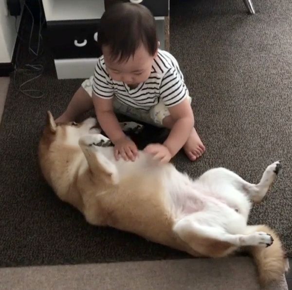 おなかをポンポンされる柴犬