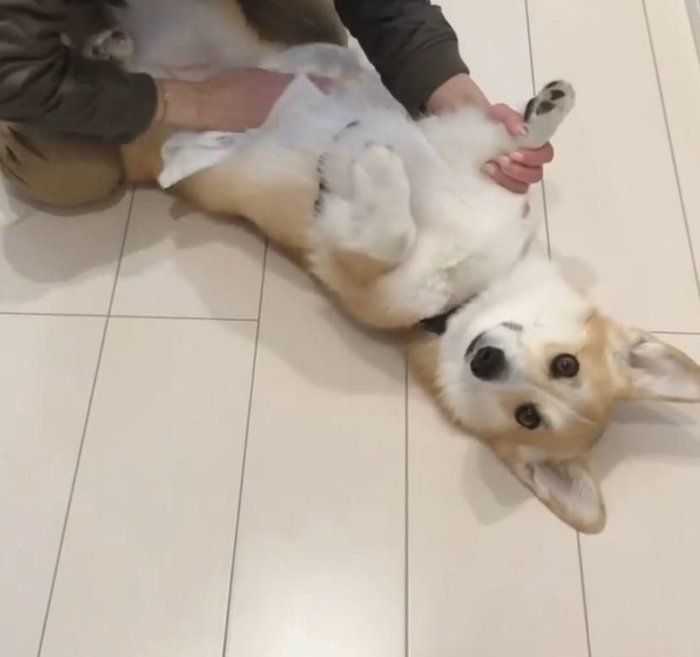 寝転ぶコーギー