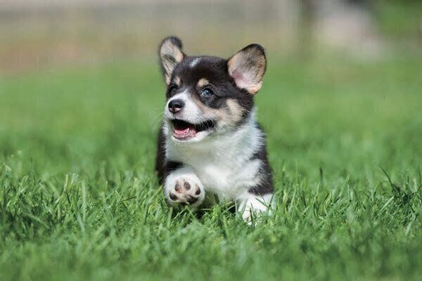 芝生を走る犬