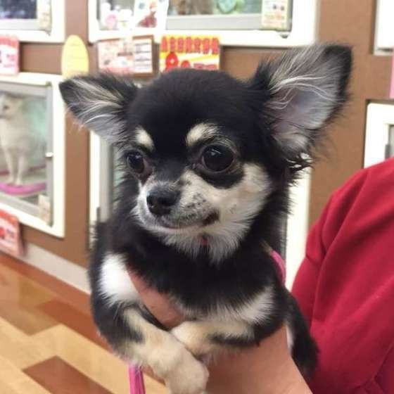 チワワ