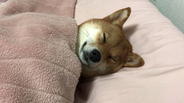 布団で人間のように寝る柴犬
