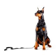 ドーベルマンに関する記事一覧 いぬのきもちweb Magazine ドーベルマンに関する記事一覧 いぬのきもちweb Magazine