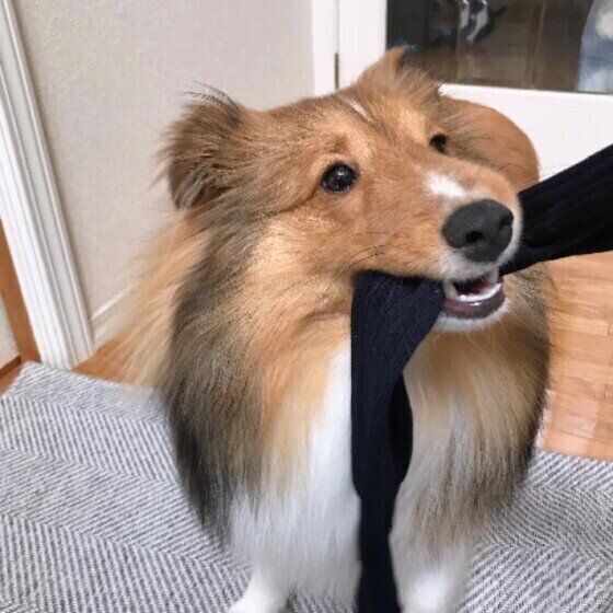 靴下で遊ぶシェットランド・シープドッグ
