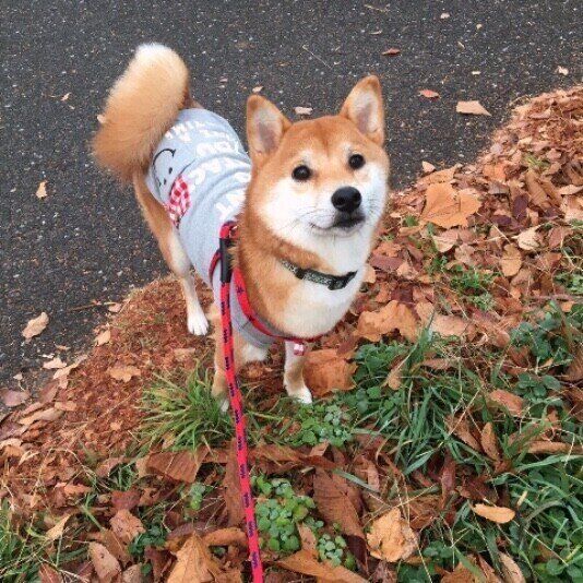 散歩する柴犬