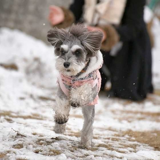 雪の中走るミニチュア・シュナウザー