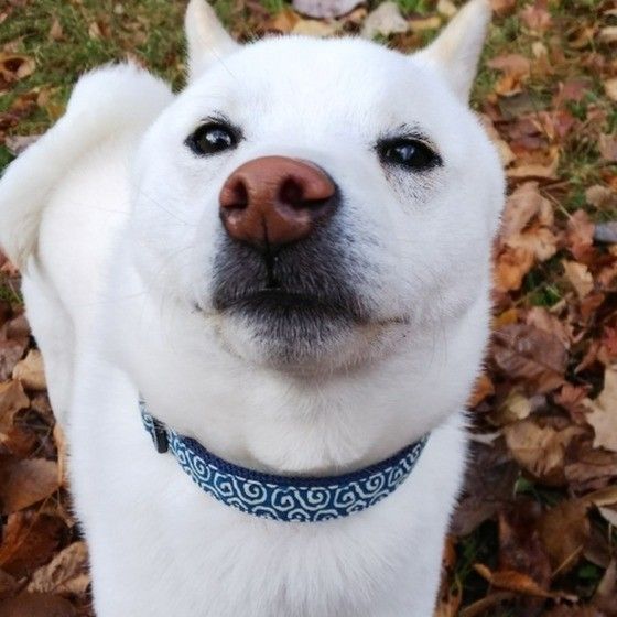 白い犬