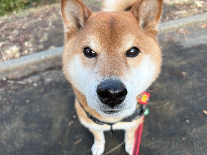 見つめる小太郎くん