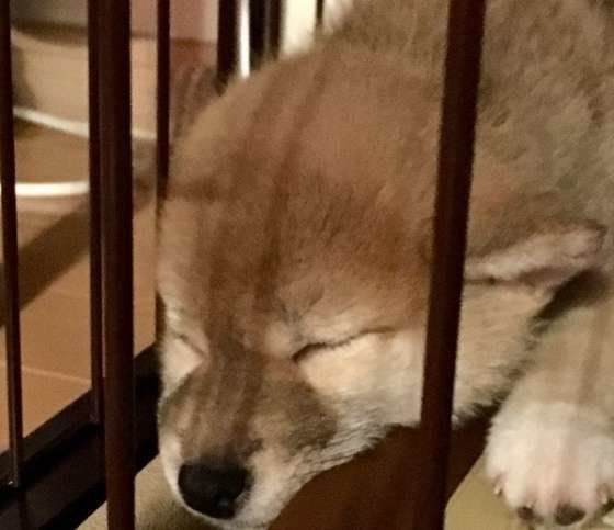 すみで寝る こむぎちゃん