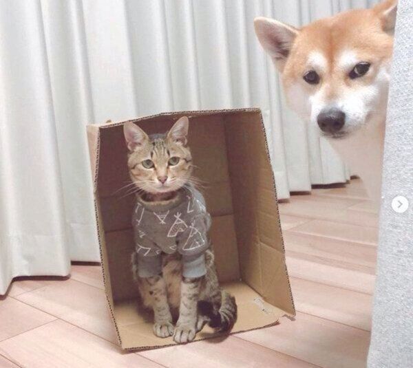 ダンボールに入る猫・Mugiくん