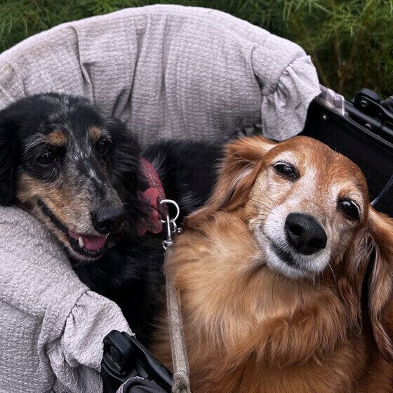 シニアのミニチュア・ダックス