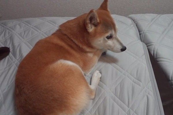 柴
