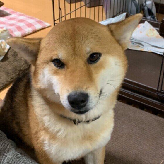 まめ太ちゃん