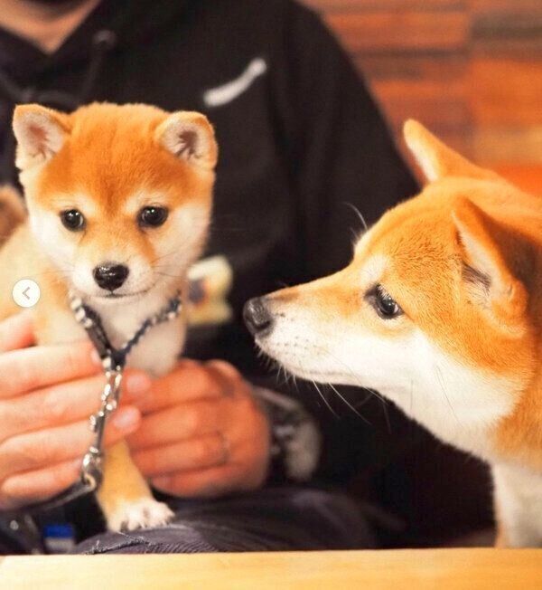 たまちゃんを見つめるにこちゃん