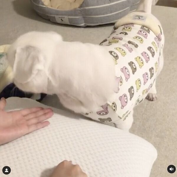 飼い主さんと遊ぶもっちくん