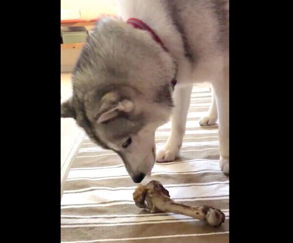 巨大サイズの骨を食べるニポくん