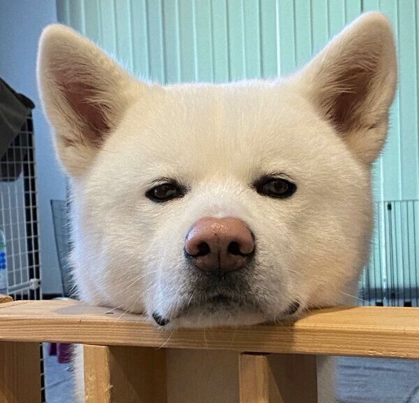 見つめるもんたろうくん
