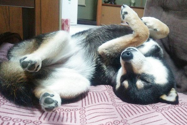 眠る柴犬