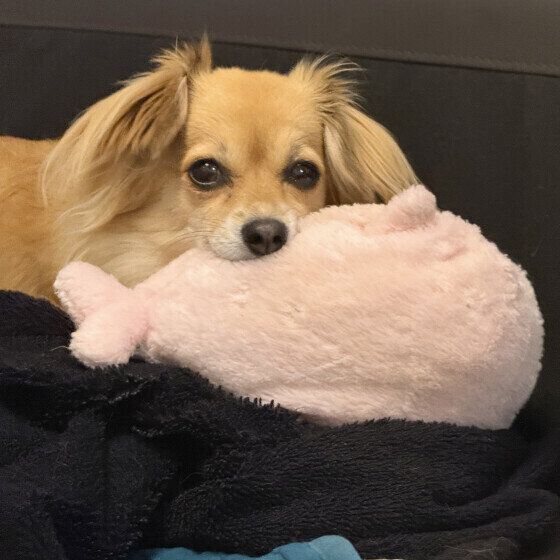 お気に入りのクッションでくつろぐワンちゃん
