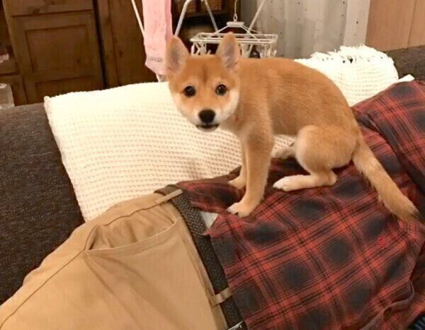 飼い主さんの上に座るにこちゃん