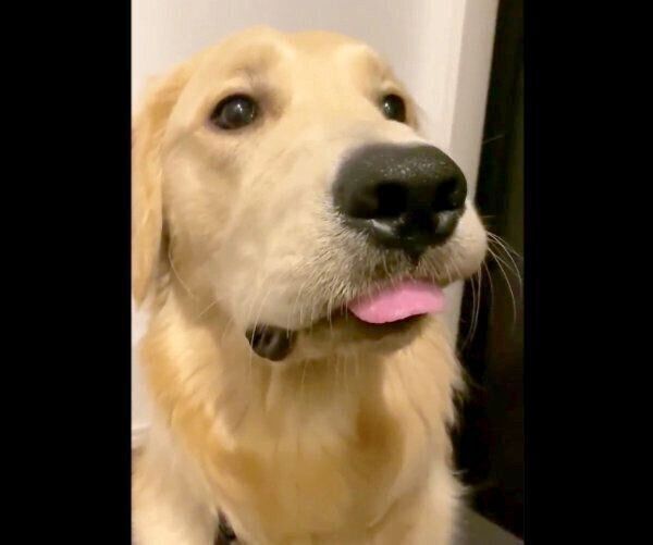 舌が出てしまうらん丸くん