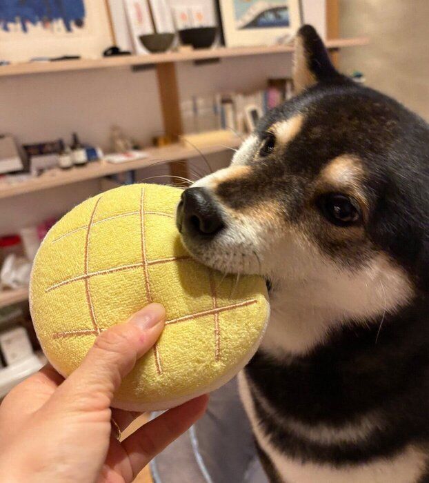 おもちゃをハムっとするロクくん